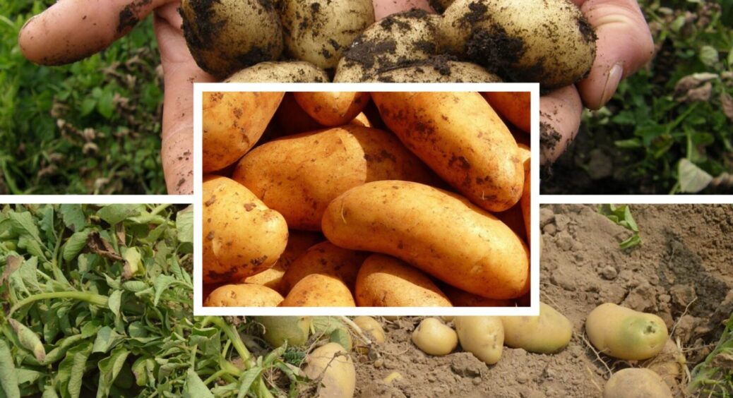 1 дія – і шалена кількість плодів у вас в кишені: як отримати ранній врожай картоплі в 2026 