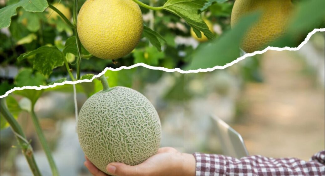 На Закарпатті диню вирощують в теплиці: від дощів 2025 – це як чарівна паличка 