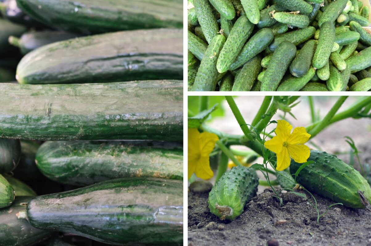 Городники розповіли, як збирати врожай огірків до заморозків – маленька хитрість