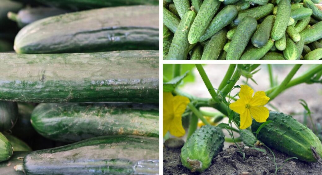 Бабуся завжди підливала це під кущики – мала соковиті, хрусткі огірочки аж до заморозків 