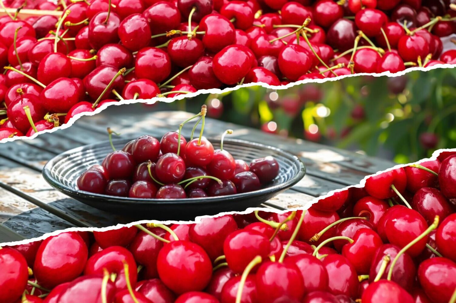 Садівники розсекретили один сорт вишні, який не підходить для посадки в Україні