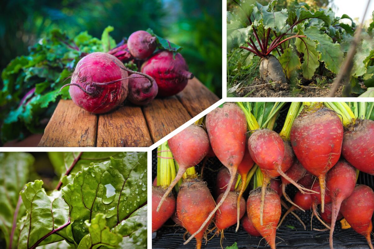 Дачники розповіли, що зробити з буряком, щоб він вродив солодкі й великі плоди
