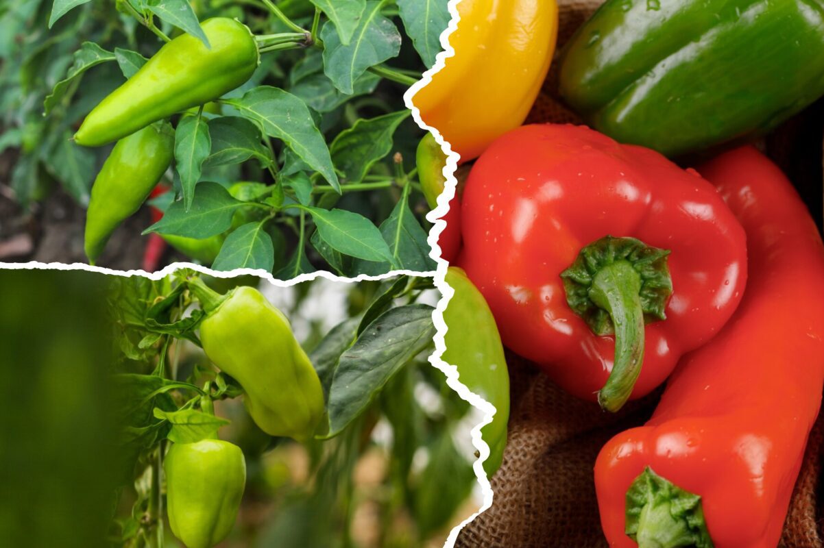 Городники розповіли про найкраще добриво для перців на Івано-Франківщині