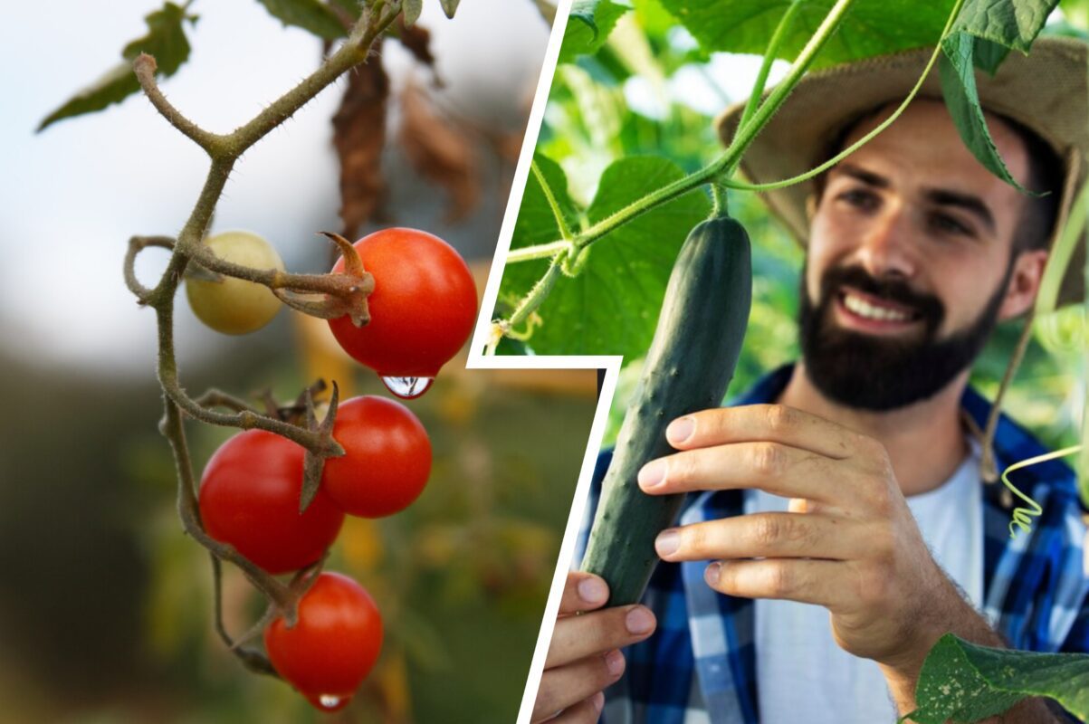 Городники розповіли, чим полити томати й огірки від вершинної гнилі в 2025-му