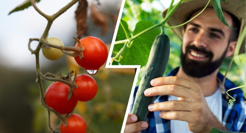 Не йод і не сіль: ось чим на Кіровоградщині рятують томати й огірки від вершинної гнилі 2025 