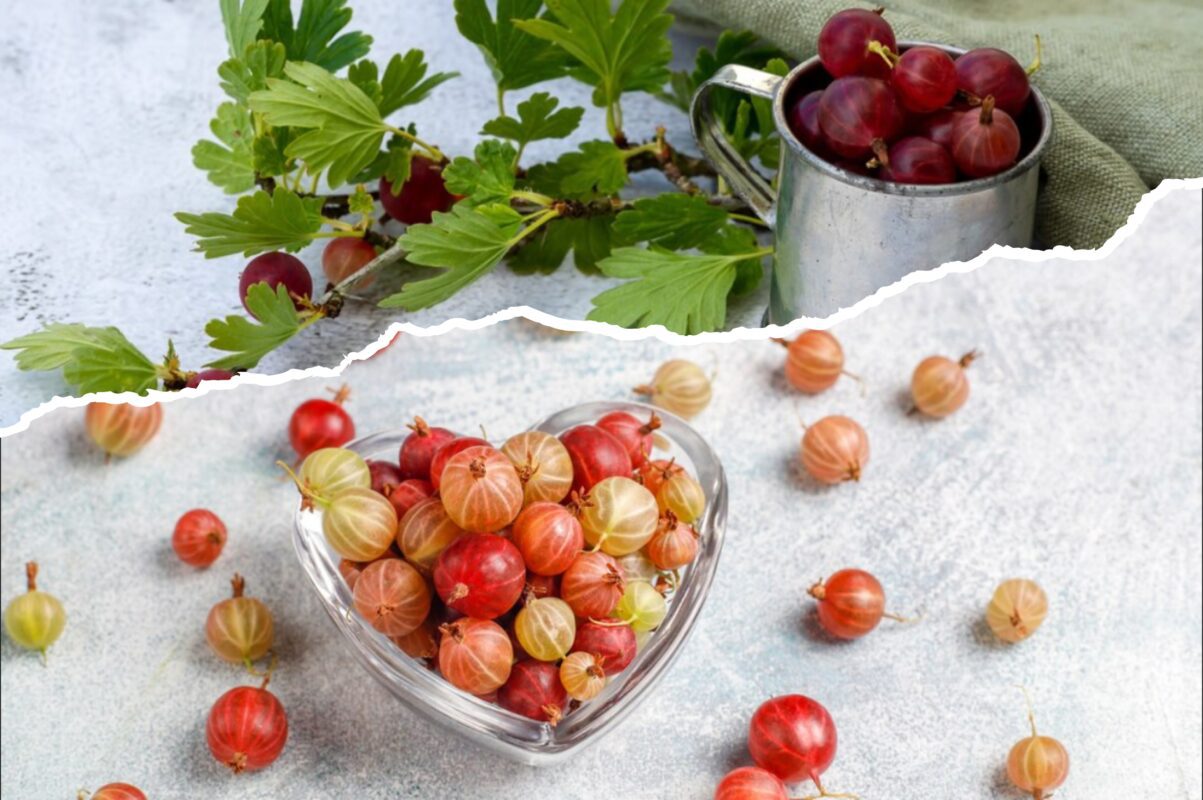 Садівники розповіли, що потрібно зробити з аґрусом, якщо він почав засихати