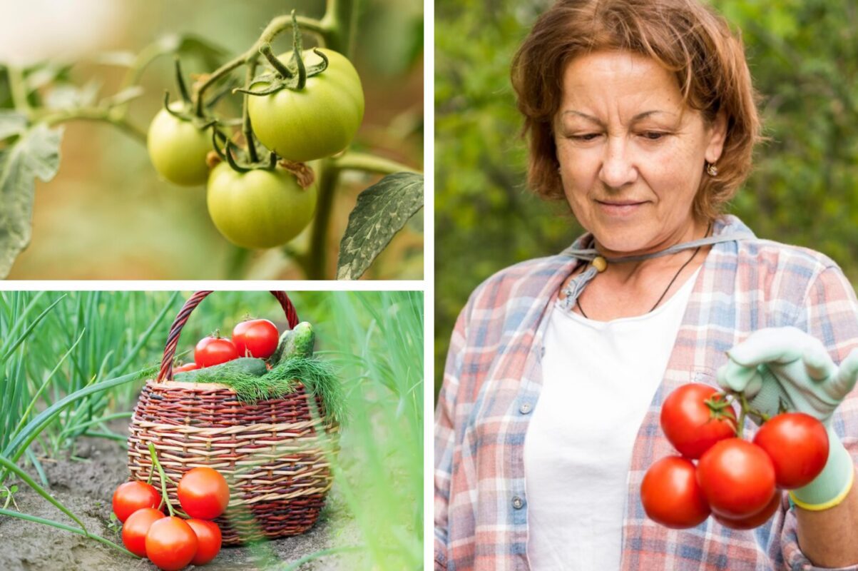 Городники розповіли, чим полити томати влітку – знадобиться продукт з кухні