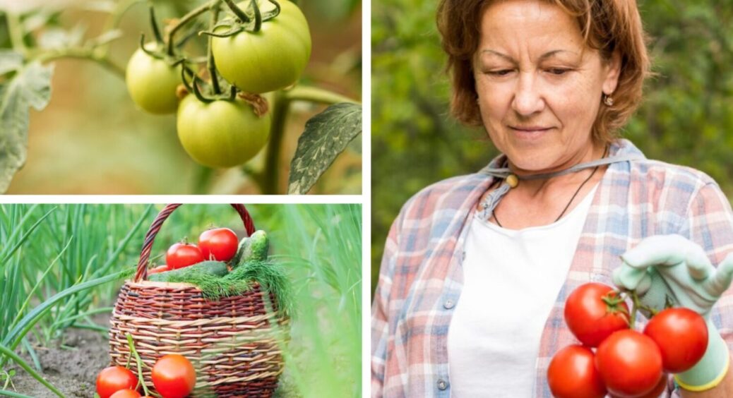 1 зіпсований продукт з кухні – і томати великі, мʼясисті й солодкі: чим підживити овоч в 2025 