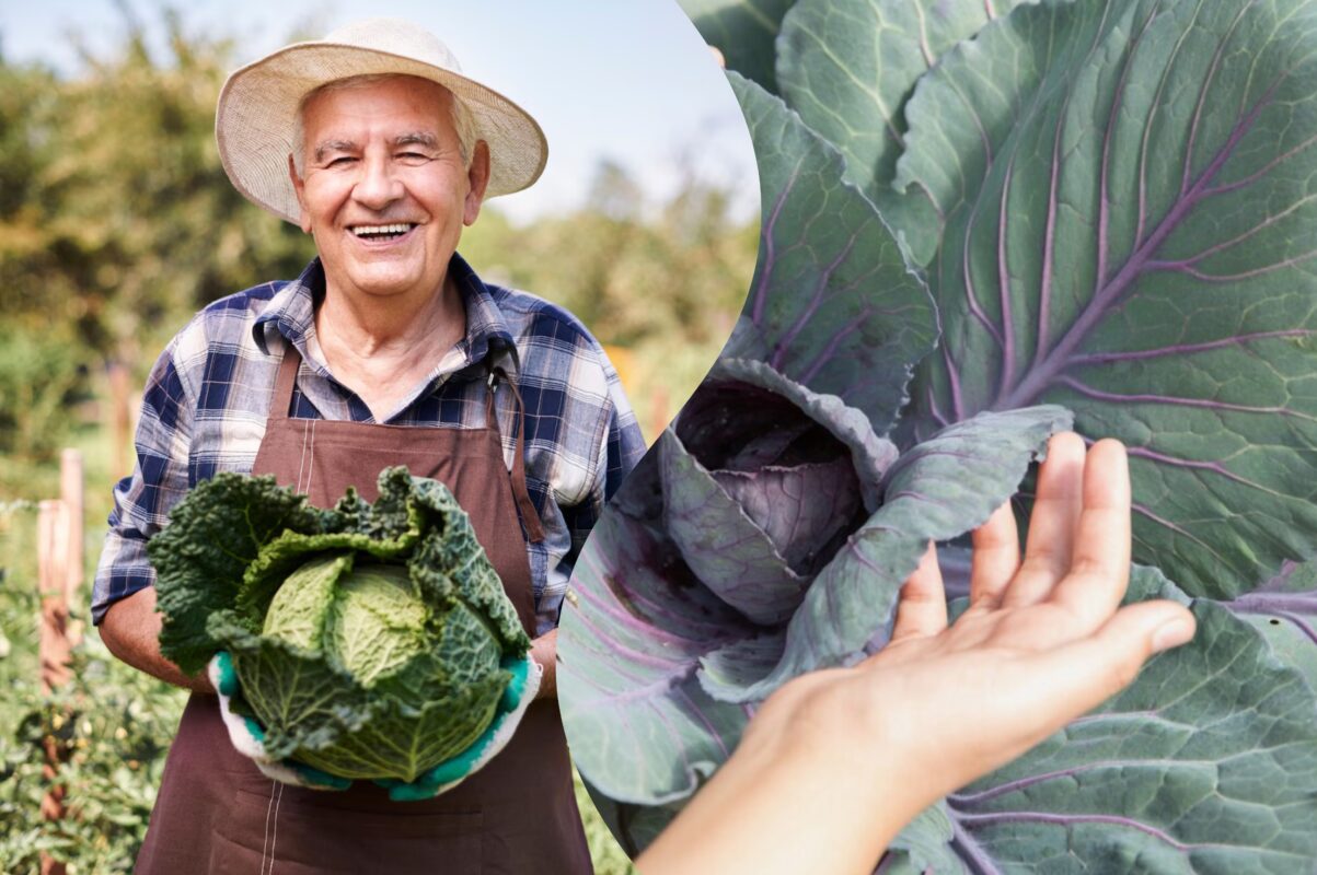 Дачники розповіли, чим полити капусту, щоб позбутись гусениць