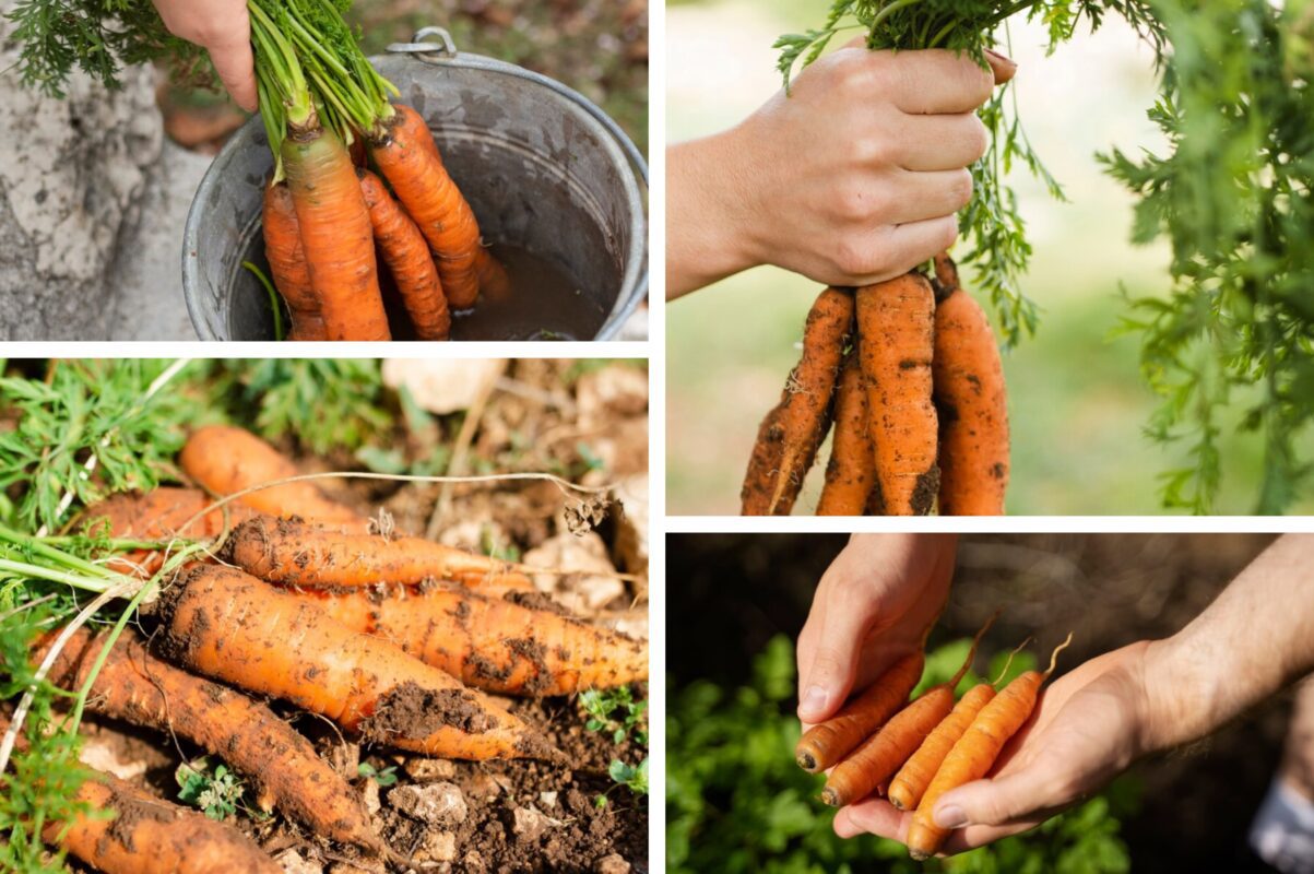 Експерт розповів, як зробити моркву солодкою, наче десерт