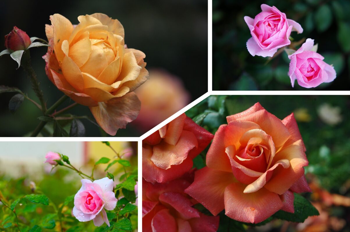 Агроном назвав 10 найкращих сортів троянд для вирощування в Україні