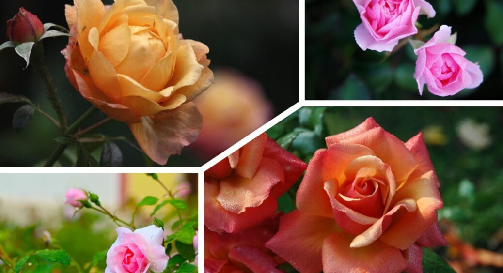 Ці троянди самі ростуть як на дріжджах: 10 сортів для посадки прямо зараз – і для Львова, і для Одеси 