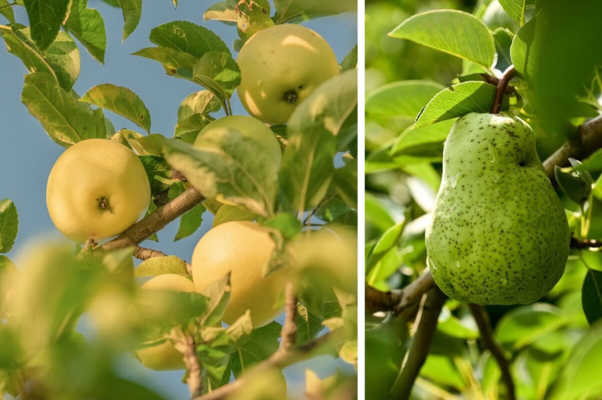 Агроном розповів, що зробити з деревом, щоб не гнили груші