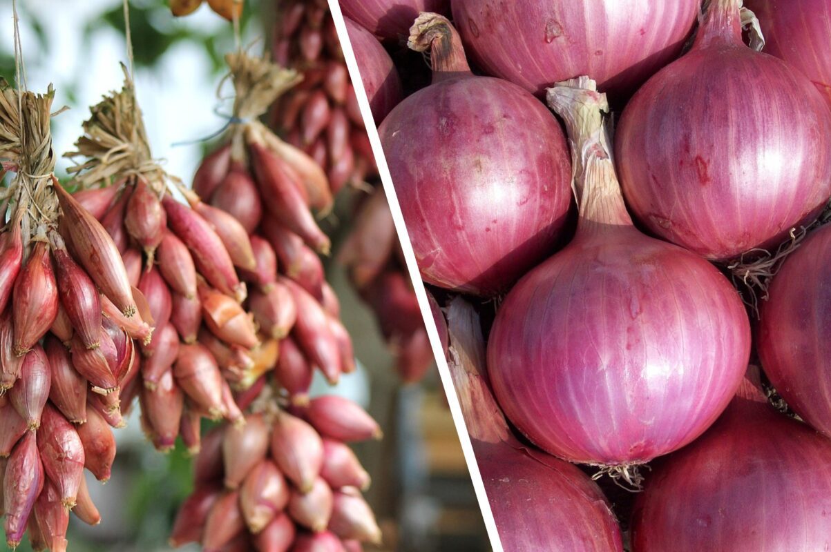 Городники розсекретили, чим треба полити цибулю в перші пʼять днів серпня 2025