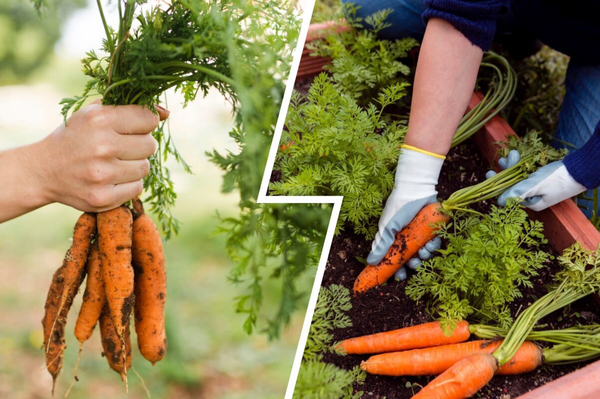 Городники розповіли, чим треба обовʼязково полити моркву в серпні 2025