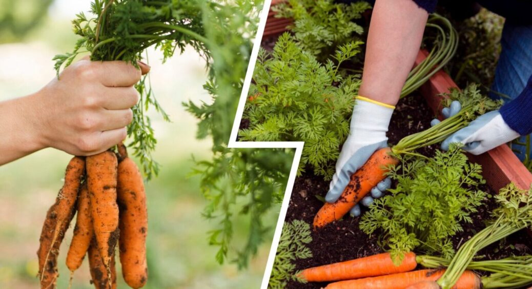 2 ложки на 10 л води – і морква-гігантела буде у вас: ось чим поливаю овоч з року в рік 
