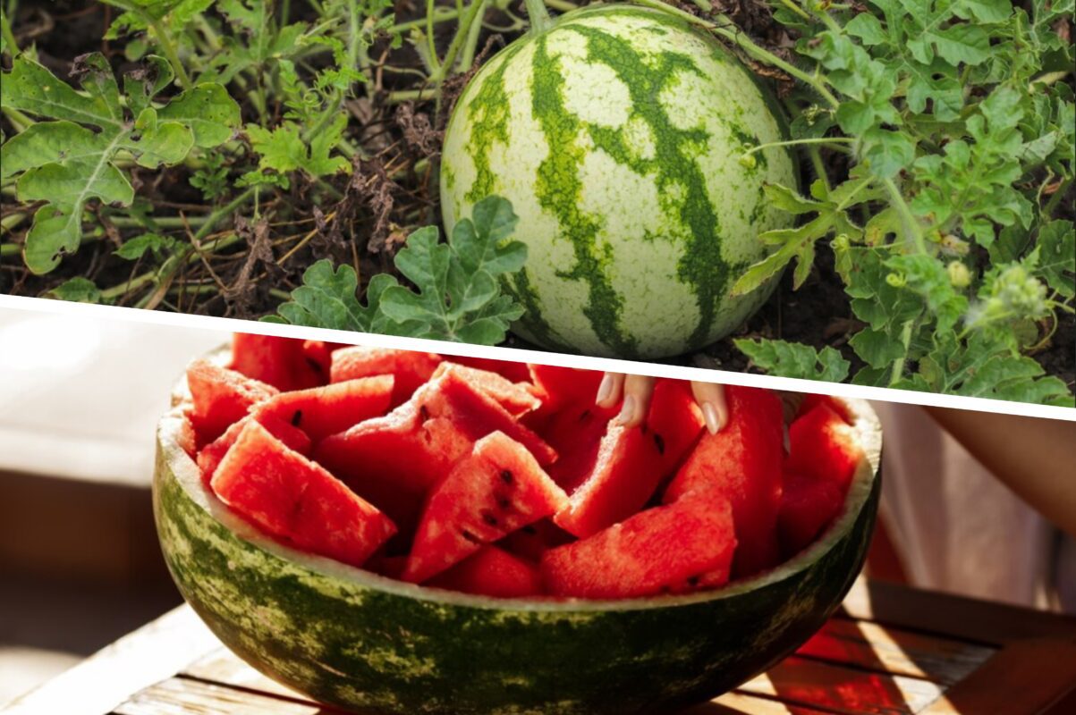 Експерти пояснили, як на 99,9% обрати кавун на ринку без нітратів