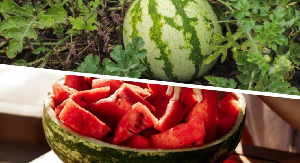 Як обрати кавун БЕЗ нітратів: агрономи розкрили секретний метод, який працює у 99,9% випадків 