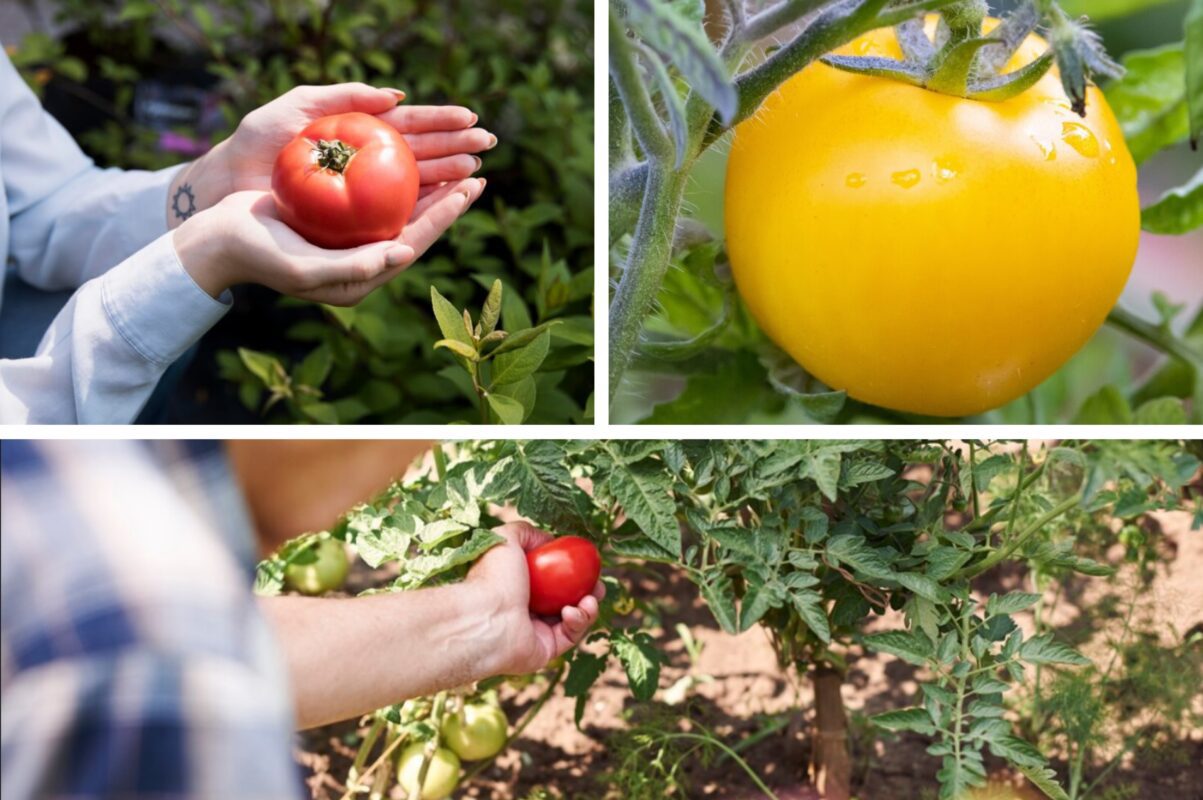 Дачники розсекретили серпневе добриво для томатів – вродять рясно, як ніколи