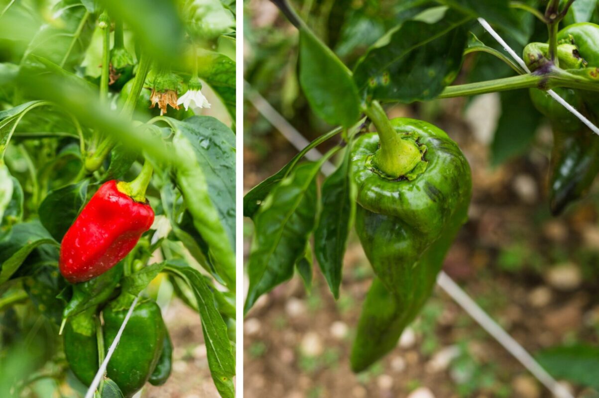 Дачники розсекретили добриво, яке здатне збільшити завʼязі перцю в кілька разів