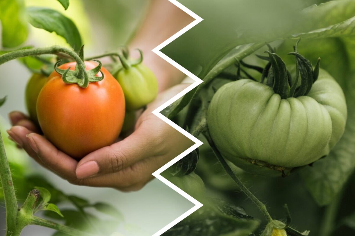 Агроном розповів, чим підживити томати в серпні