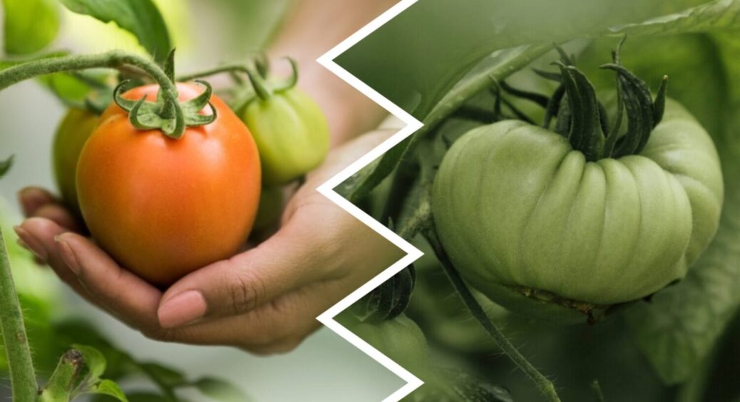 Якщо помідори не червоніють, а дощі – не зупиняються: 2 кроки для прискорення дозрівання 