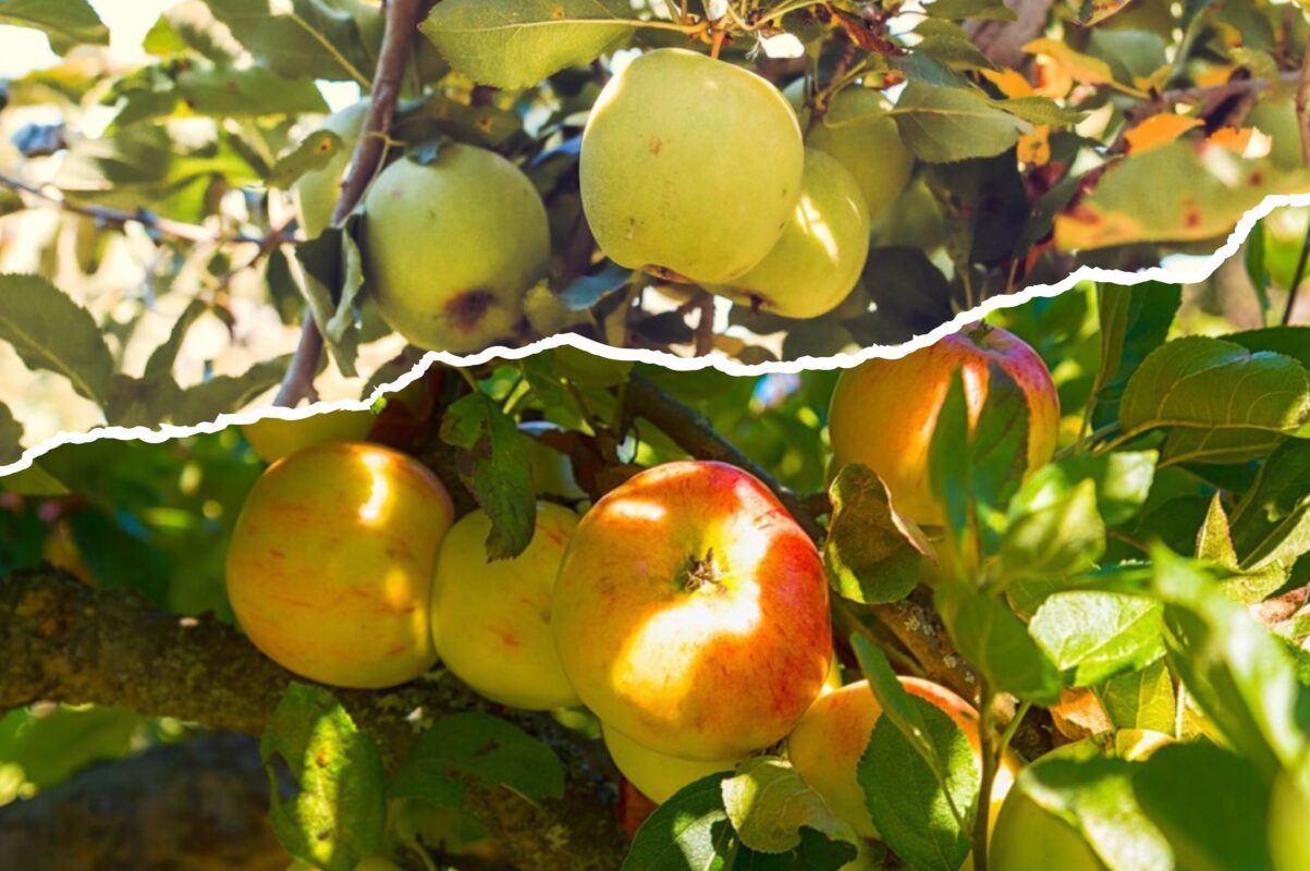 Садівники розповіли, чим полити яблуню, щоб зібрати врожай солодких плодів