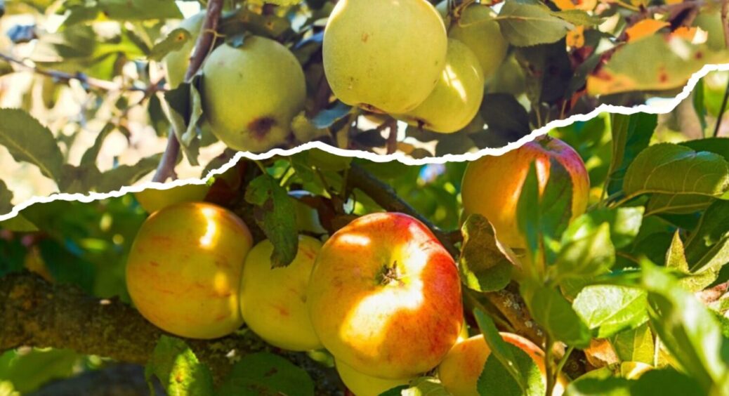 Яблуня + ця підживка = МЕГА врожай: 1 секретний прийом і яблук буде цілий “океан” 