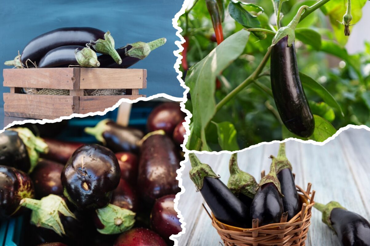 Коростенці розповіли, чим підживлюють ослаблені баклажани в серпні