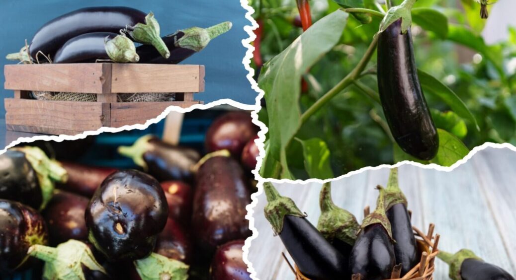 У Житомирі баклажани збирають мисками, бо ніколи не пропускають цю 1 просту процедуру 