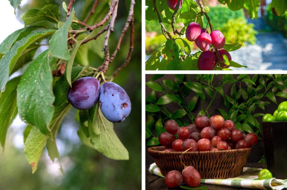 Садівники розсекретили, чому сливи тріскаються прямо на дереві