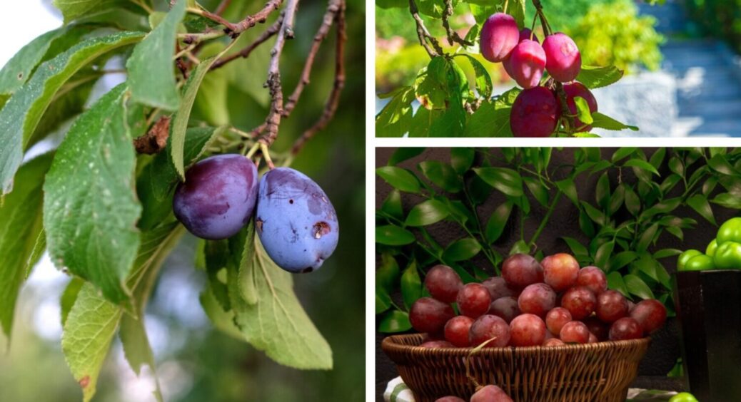 Чому ваші сливи сильно тріскаються та кислять? 2 помилки, і врожай нікуди не годиться 