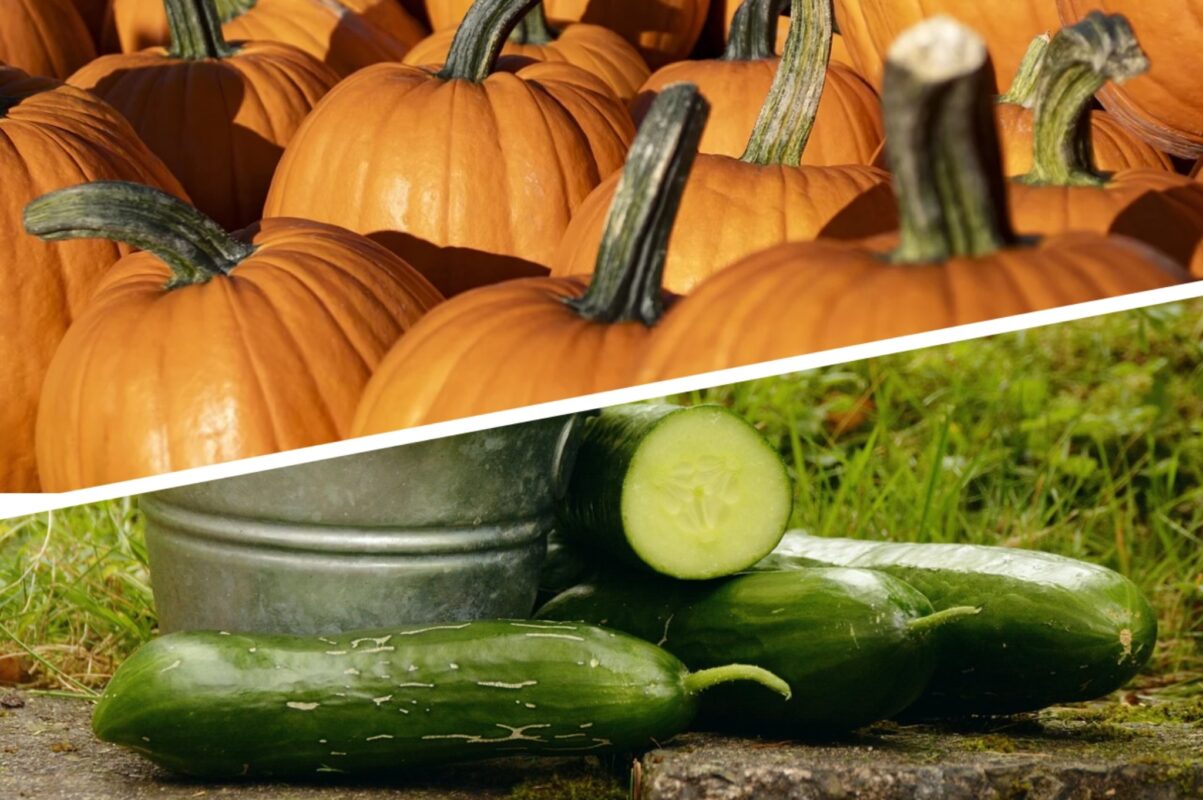 Досвідчені дачники розповіли, чим найкраще підживити огірки й гарбузи