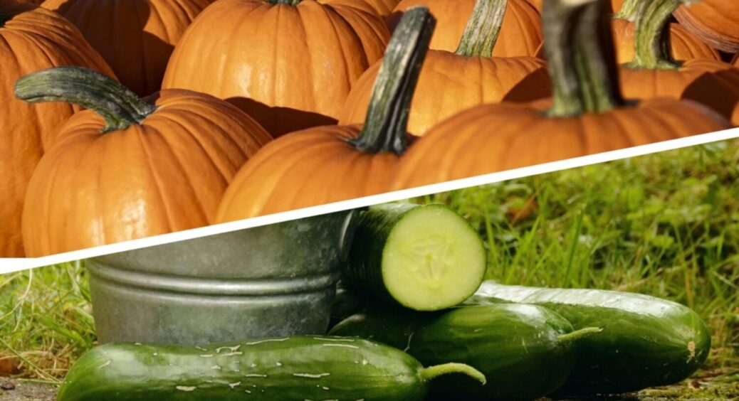 “Універсальне” добриво – для огірків, і для гарбузів: рецепт підживки і ВАУ-врожай буде у вас 