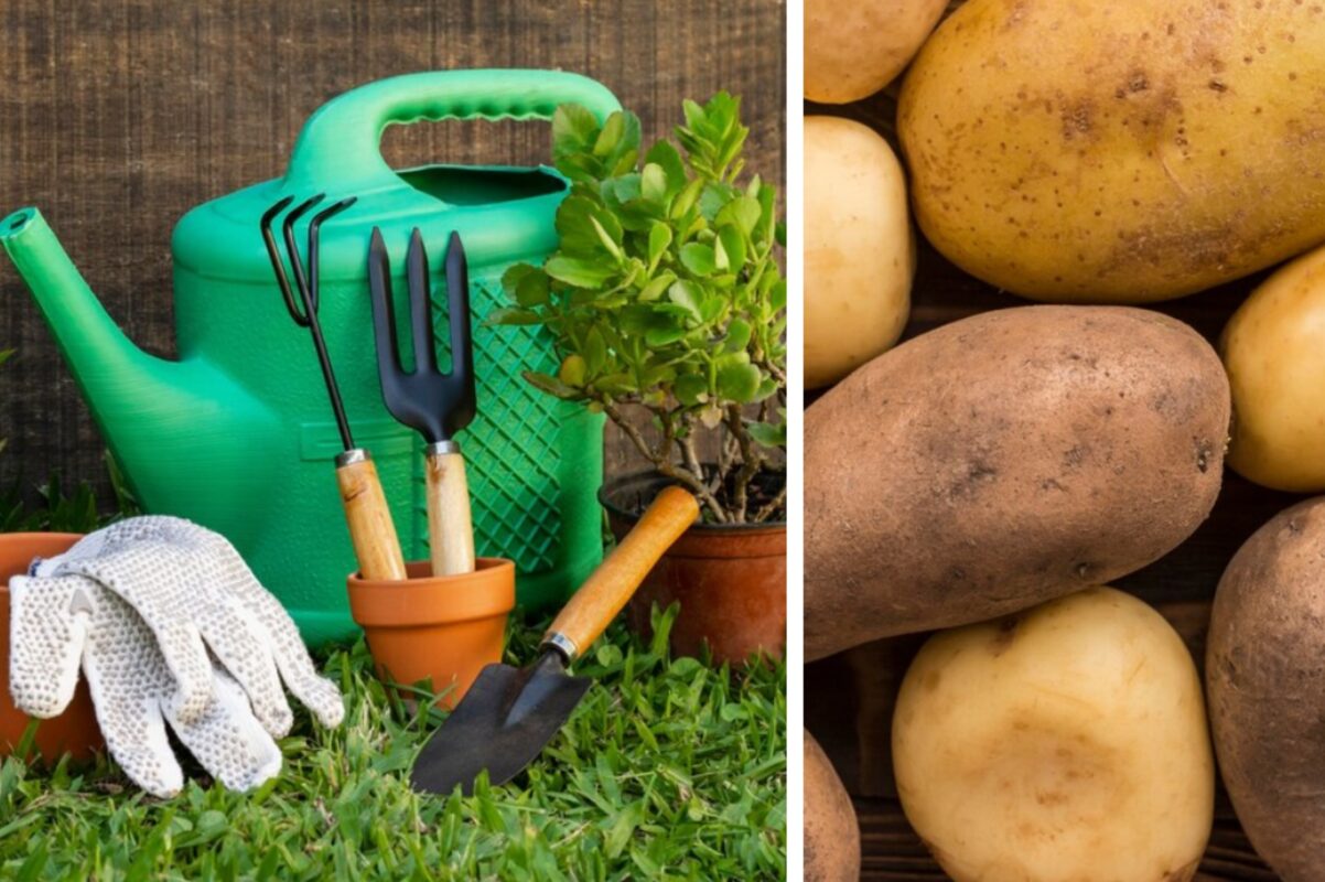 Городники розповіли, як прибрати дротяника з рослин – найдієвіший метод