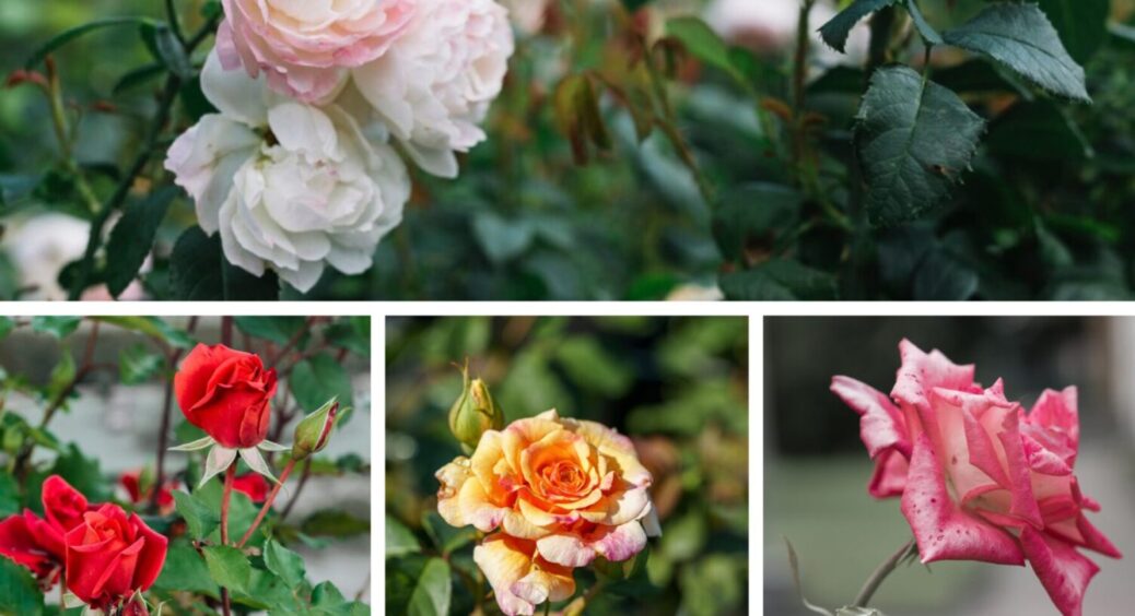 Така смачненька на вигляд, що хочеться з’їсти! Цей 1 сорт троянди – справжній хіт на Одещині 