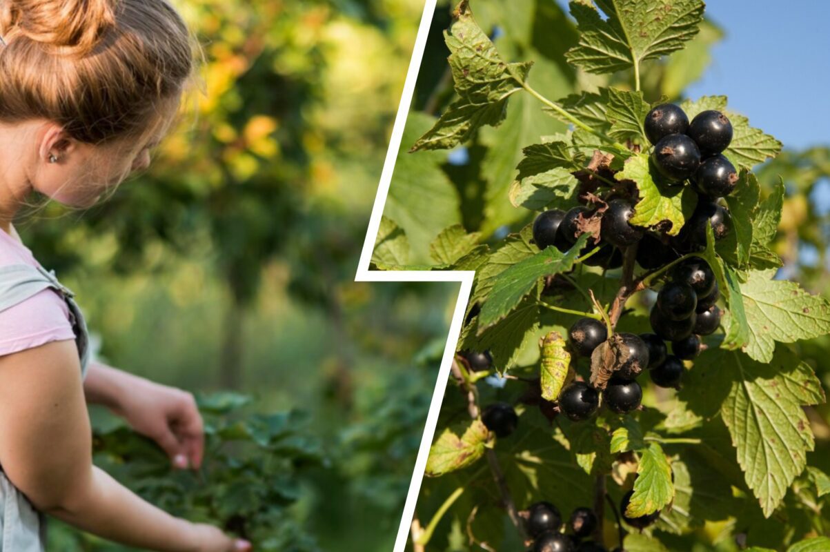 Садівники розповіли, що зробити зі смородиною в липні 2025