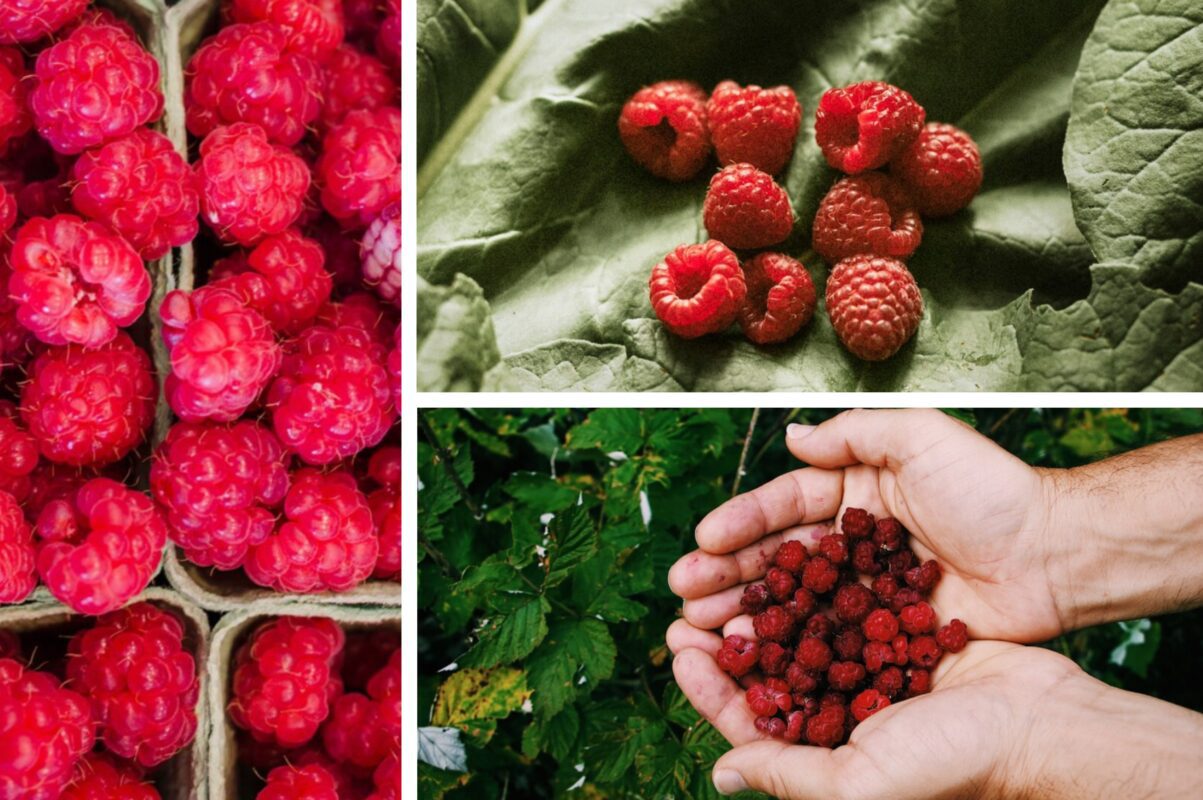 Садівники розсекретили найкращий сорт малини для посадки в 2025-му році