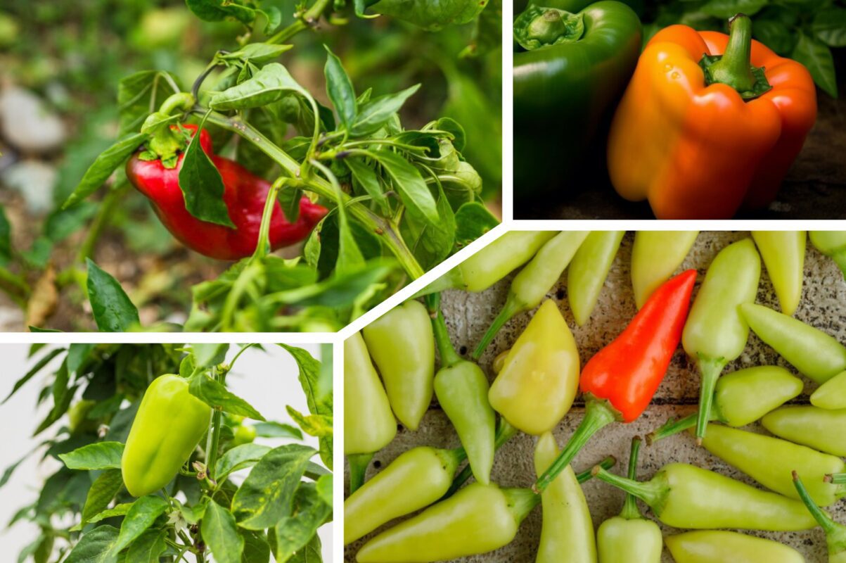 Дачники розсекретили, як отримати врожай перцю на три тижні раніше