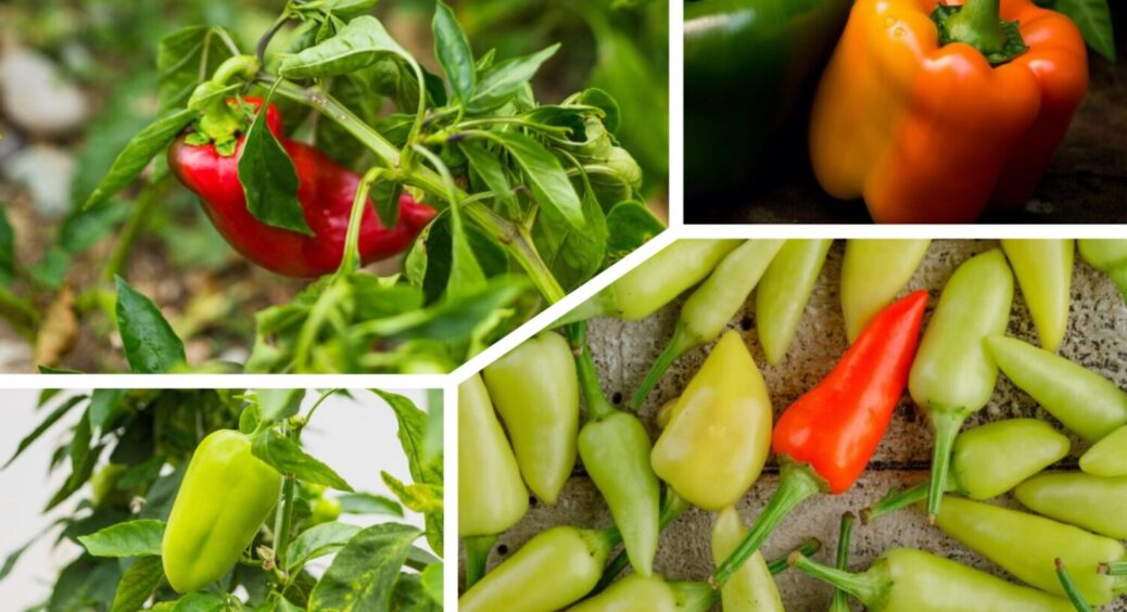 Смакую плодами на 21 день раніше за інших: як зібрати ранній врожай перцю в 2025-му 