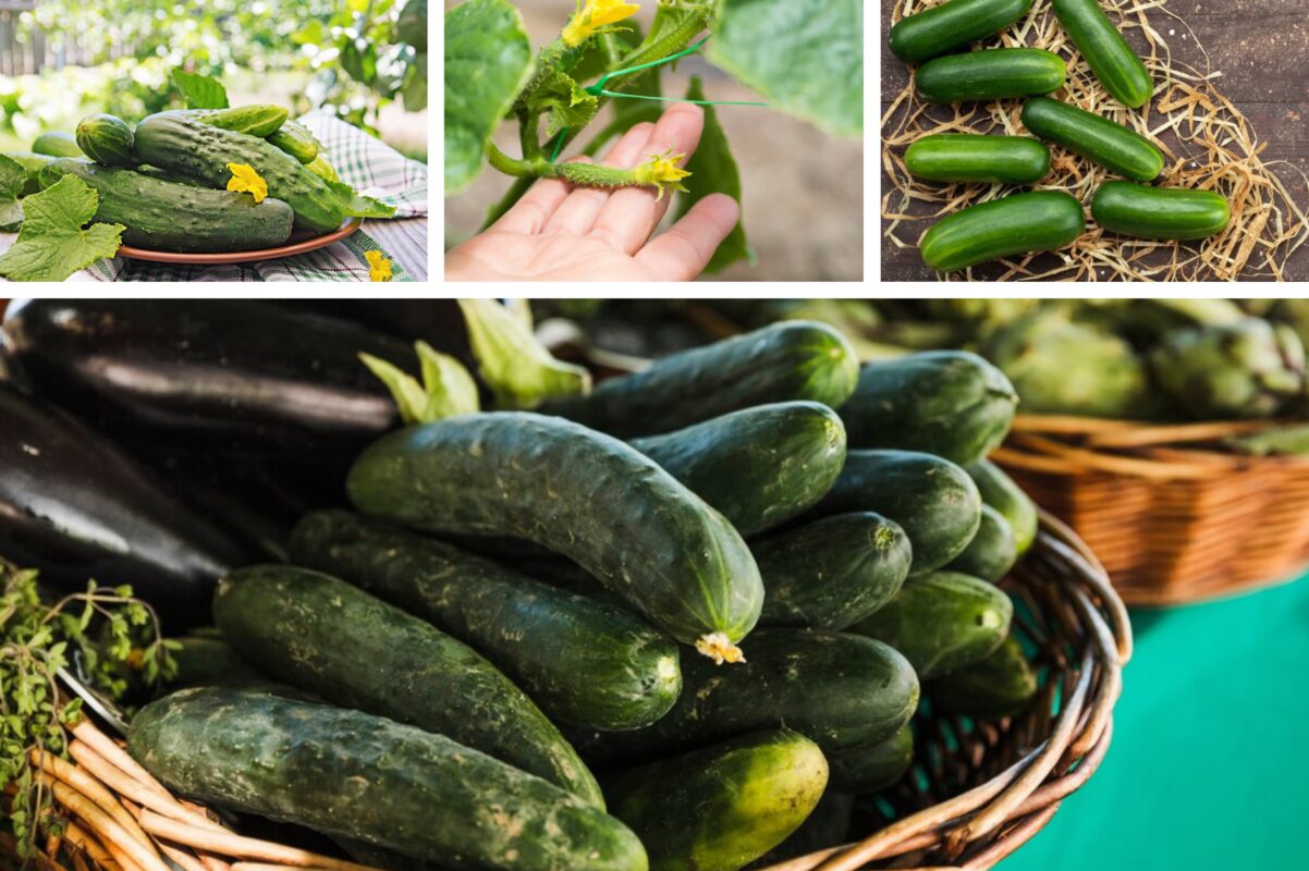 Городники розповіли, що зробити, щоб врожай огірків збирати відрами