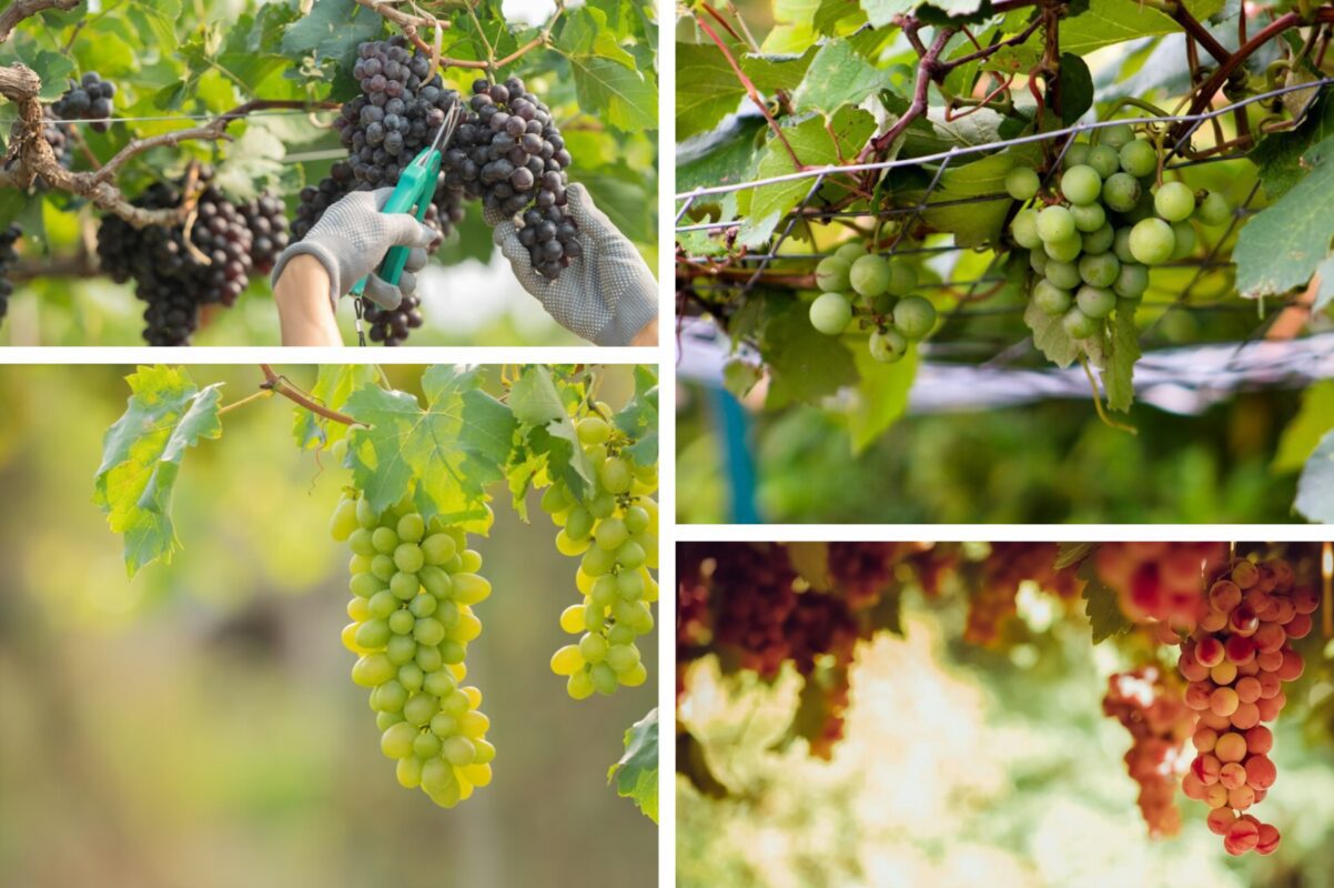 Садівники розповіли, яку процедуру потрібно зробити з виноградом в липні 2025