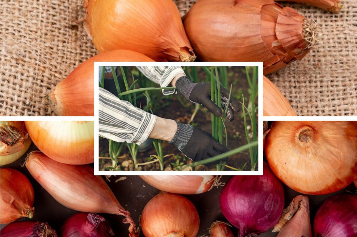 Городники розповіли, чим підживити цибулю в липні для щедрого врожаю