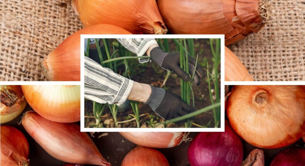 Встигніть до 15 липня 2025: поливаю цим цибулю й отримую великі й щільні плоди – 10 з 10 