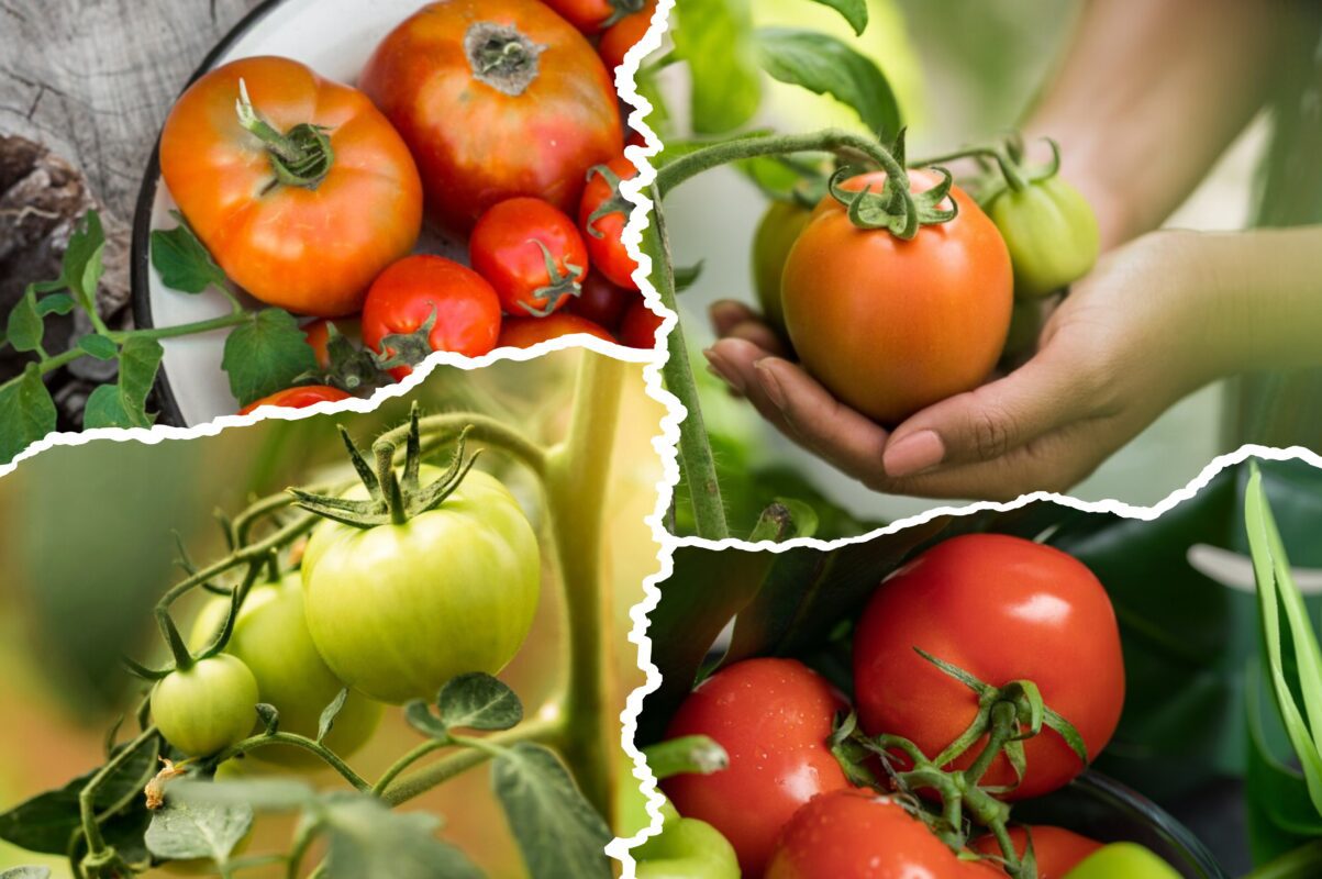 Городники розповіли, яку підживку найбільше люблять томати – плоди супер солодкі