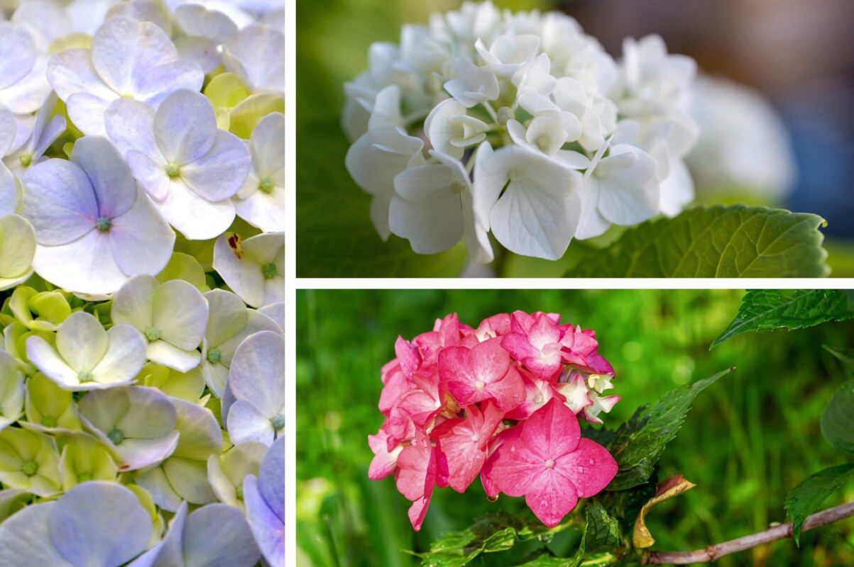 Садівники розповіли, як захистити гортензії від спеки влітку 2025