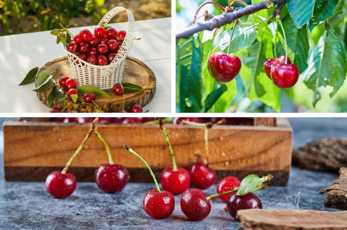 Садівники розсекретили, чому вишня дає врожай кислих ягід