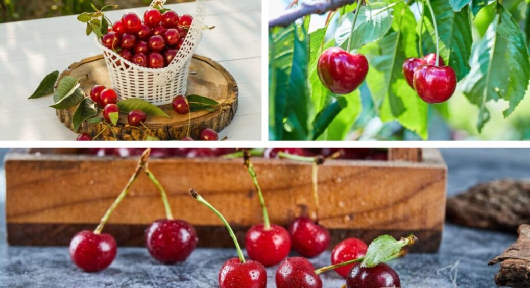 Вже у лютому сиплю це під вишню та черешню: лише 1 підживлення, щоб гілки гнулися від ягід 