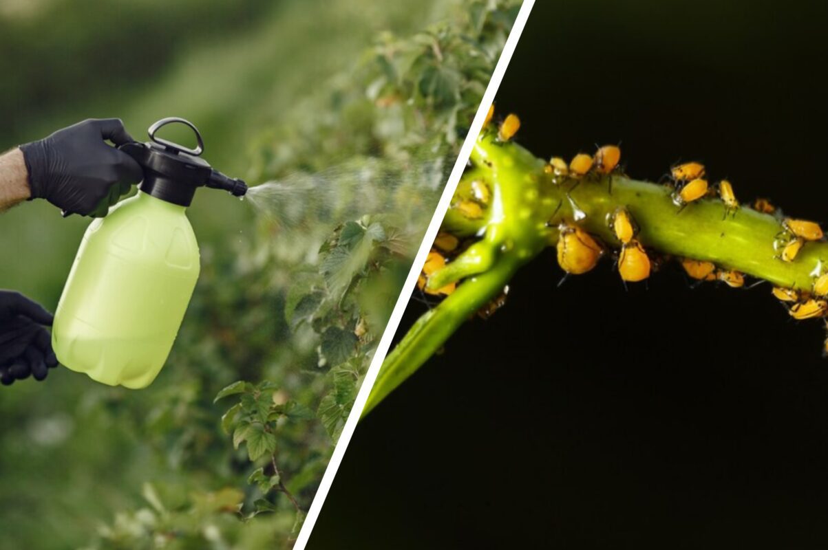 Городники розсекретили, як вивести попелицю з саду раз і назавжди