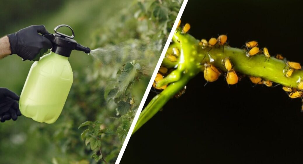 Ідеальні сусіди на грядці, які захищають одне одного від попелиці: завжди саджу ці 3 культури 